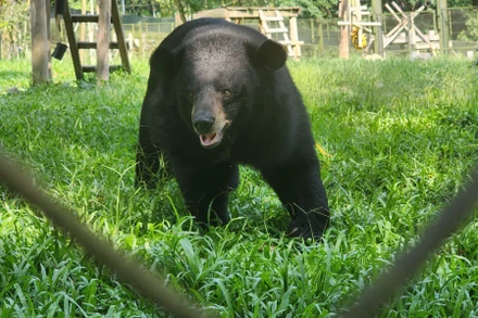 Ghé thăm nơi hồi sinh của những chú gấu bất hạnh