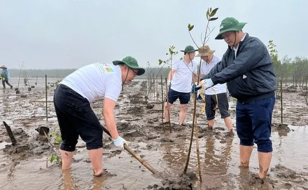 Khởi động trồng rừng thuộc dự án “Phục hồi và quản lý bền vững rừng ngập mặn ở Ninh Bình. (Ảnh: Hoàng Hiệp)