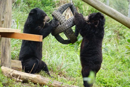 Gấu được quyền lựa chọn sống cuộc sống mà không bị làm phiền ở Cơ sở bảo tồn gấu Ninh Bình. 