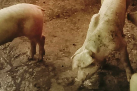 Phát hiện ổ dịch tả lợn Châu Phi ở xã Vị Tân, thành phố Vị Thanh