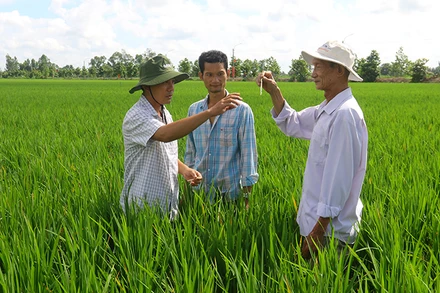 Tổ Khuyến nông cộng đồng xã Vĩnh Thuận Tây, huyện Vị Thủy (Hậu Giang) phát huy vai trò nồng cốt trong thực hiện Đề án.
