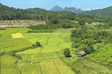 Một cánh đồng lúa tại phía bắc Lào. (Ảnh: TRỊNH DŨNG)