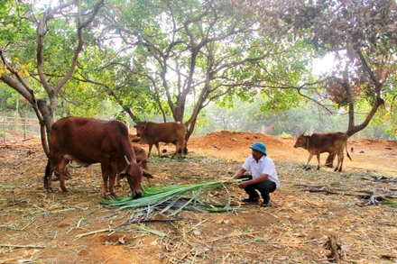 Mỗi năm, Điểu Byan cho 4 hộ nghèo mượn bò cái nuôi sinh sản lấy bê con, tạo điều kiện về nguồn vốn để bà con trong bon cùng thoát nghèo.