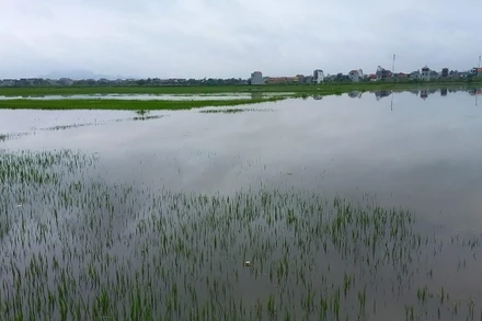 Mưa lớn kéo dài làm hàng nghìn ha lúa trên địa bàn tỉnh Hà Nam ngập nước.