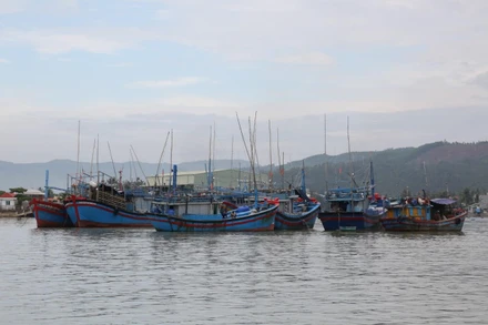 Nhiều tàu cá của ngư dân thị xã Hoài Nhơn đã vào khu neo đậu an toàn.