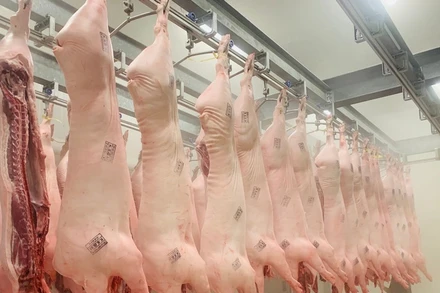 [Video] Giá lợn hơi tuần qua tăng đến 5000 đồng 