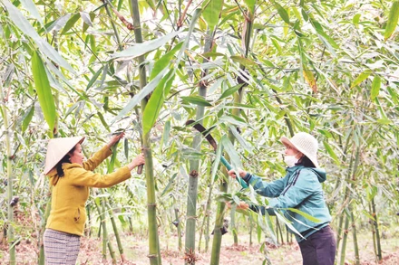 Chị em phụ nữ thôn Nam Thành cùng chăm sóc vườn măng.