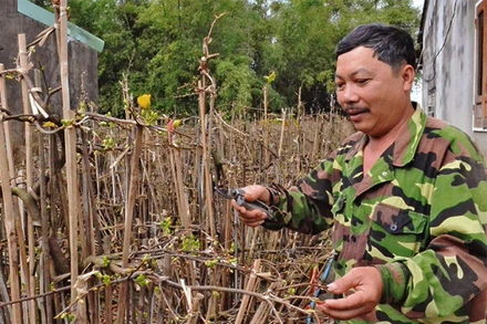 Mai vàng An Nhơn có nét độc đáo được khá nhiều người ưa thích.