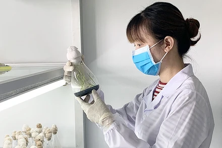 Nghiên cứu sự sinh trưởng của cây tại Viện Cây lương thực và cây thực phẩm.