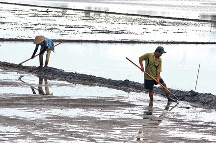 Nông dân xã Phú Nhuận, huyện Cai Lậy (Tiền Giang) làm đất trước khi gieo sạ lúa vụ đông xuân 2023-2024.