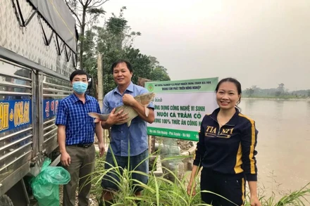 Thu hoạch cá trắm thương phẩm tại huyện Phú Xuyên (Hà Nội).