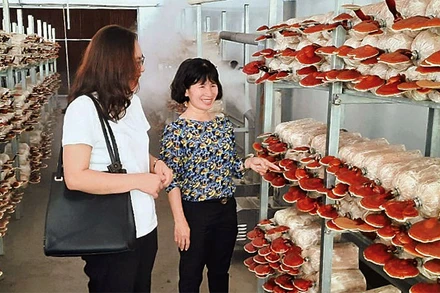 Mô hình trồng nấm linh chi tại Khu Nông nghiệp công nghệ cao Thành phố Hồ Chí Minh.