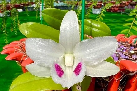 Mạng xã hội xuất hiện nhiều thông tin lan đột biến đang sốt giá trở lại. (Ảnh: VĂN BÌNH)