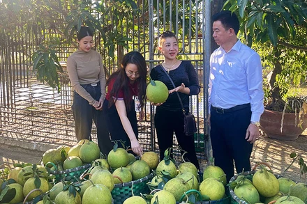 Chị Lưu Thị Toan (thứ hai, từ phải sang) giới thiệu sản phẩm bưởi da xanh với lãnh đạo Agribank Chi nhánh tỉnh Điện Biên.