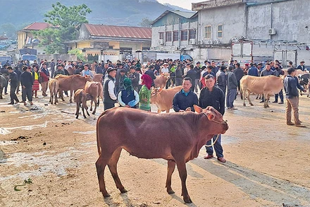 Ngay từ sáng sớm, chợ bò Mèo Vạc đã thu hút rất đông người dân và du khách tham quan.
