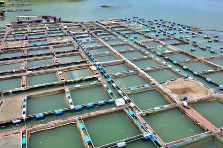 Nuôi cá lồng trên lòng hồ sông Đà.