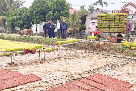 Nhiều diện tích lúa ở huyện Bình Giang được nông dân thực hiện sản xuất mạ khay và cấy bằng máy làm tăng năng suất lao động và sản lượng lúa.