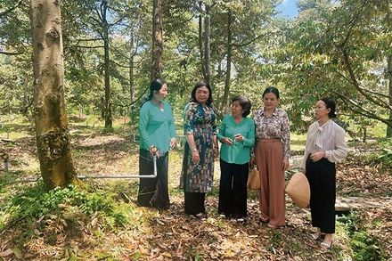 Vùng trồng sầu riêng VietGap tham gia chuỗi giá trị của Hợp tác xã Nông nghiệp Tân Phú (huyện Châu Thành, tỉnh Bến Tre).