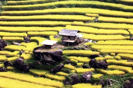 Mùa vàng trên ruộng bậc thang Xín Mần (Hà Giang). (Ảnh: NGUYỄN HỮU THÔNG)