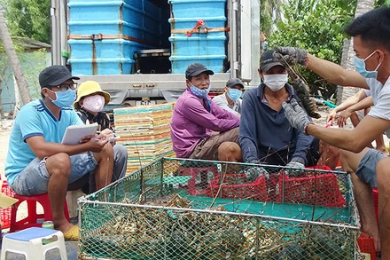 Người dân xã Xuân Thịnh, thị xã Sông Cầu, tỉnh Phú Yên thu hoạch tôm hùm bán cho thương lái. 