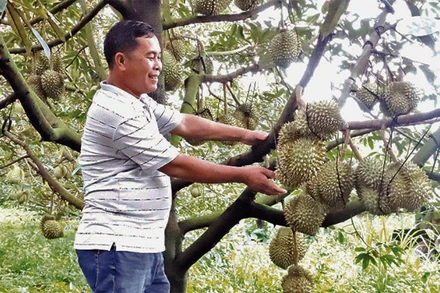 Nhiều gia đình ở Đắk Lắk trở nên khá giả nhờ trồng sầu riêng.