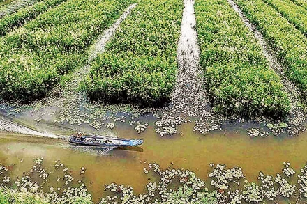 Du khách trải nghiệm đi xuồng máy trong rừng tràm thuộc Khu du lịch sinh thái cộng đồng Vườn Quốc gia U Minh Hạ.