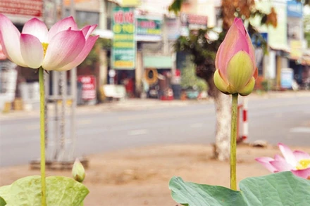 Sen được trồng trên đường phố.