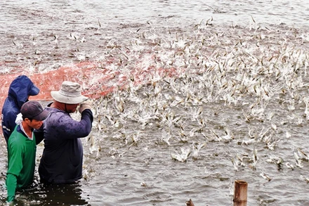 Nông dân Sóc Trăng thu hoạch tôm nước lợ tại đầm nuôi của gia đình.