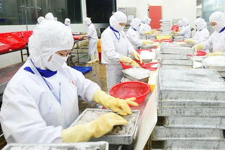 Chế biến thủy sản xuất khẩu ở Công ty cổ phần Thủy sản Cafatex (Hậu Giang). (Ảnh: TRẦN QUỐC)