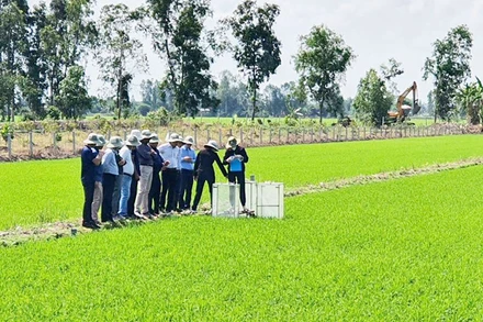 Mô hình canh tác lúa thông minh tại thành phố Cần Thơ. (Ảnh: ĐỖ TUẤN)