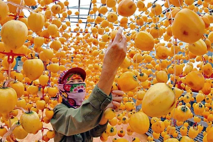 Thành viên HTX Trường Gia Phát, TP Đà Lạt, Lâm Đồng, thực hiện quy trình sản xuất hồng treo.