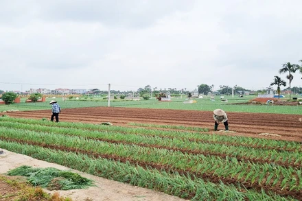 Trồng hành lá mang lại thu nhập cho người dân xã Võng Xuyên, huyện Phúc Thọ.