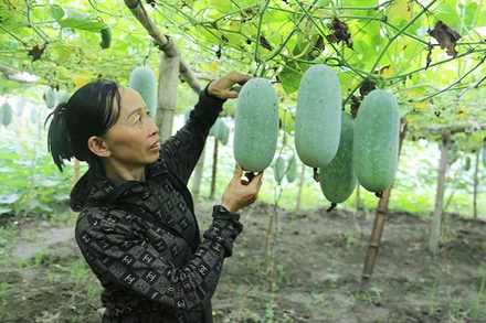 Bắc Kạn thành công trong chuyển đổi nhiều diện tích đất ruộng sang trồng cây đặc sản, giá trị kinh tế cao. Trong ảnh: Cây bí xanh thơm trồng trên đất ruộng tại Ba Bể mang lại hiệu quả kinh tế gấp ba đến bốn lần so với trồng lúa.