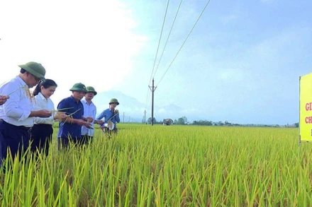 Nhân dân xã Đoan Hạ, huyện Thanh Thủy thử nghiệm giống lúa mới sau dồn điền đổi thửa. (Ảnh: HỒNG NHUNG)