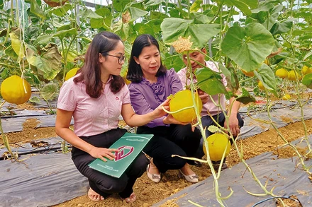 Cán bộ tín dụng chính sách kiểm tra hiệu quả nguồn vốn tại xã Ngọc Đào, huyện Hà Quảng, tỉnh Cao Bằng.