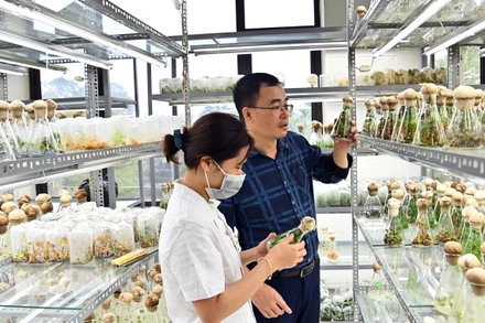 Cán bộ, kỹ sư Trung tâm Nghiên cứu nguồn gen và giống dược liệu quốc gia (Viện Dược liệu) kiểm tra sự sinh trưởng của cây trong phòng thí nghiệm.