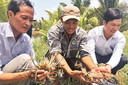 Nông dân xã Mỹ An, huyện Thạnh Phú, tỉnh Bến Tre nuôi tôm càng xanh trong ruộng lúa mang lại hiệu quả cao.