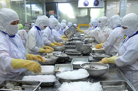 Chế biến thủy sản xuất khẩu tại Công ty cổ phần Thủy sản Cafatex (Hậu Giang). (Ảnh: TRẦN QUỐC)