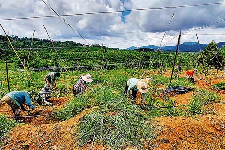 Nhiều hộ đồng bào dân tộc thiểu số xã Hơ Moong, huyện Sa Thầy chuyển đổi từ trồng sắn sang chanh dây mang lại hiệu quả cao hơn.
