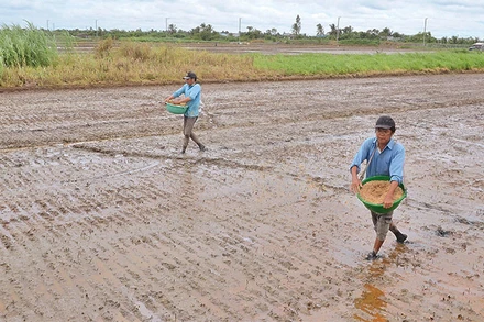 Nông dân xã Yên Luông, huyện Gò Công Tây, tỉnh Tiền Giang xuống giống vụ lúa thu đông 2023.