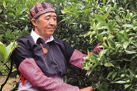 Ông Hàng A Sở bên vườn mận của gia đình.