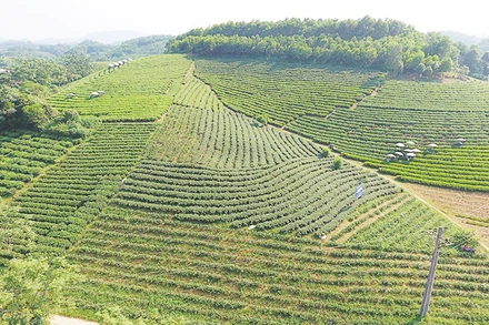 Một mô hình gắn nghề chè với phát triển du lịch trải nghiệm, sinh thái ở Thái Nguyên.