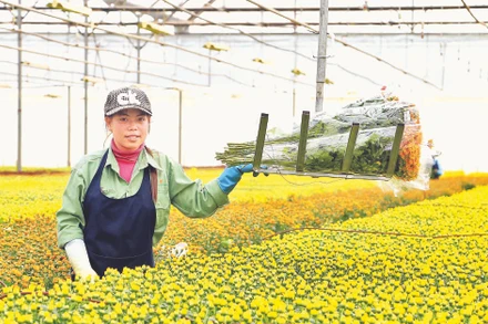 Sản xuất nông nghiệp công nghệ cao tại Lâm Đồng. (Ảnh: MAI VĂN BẢO)