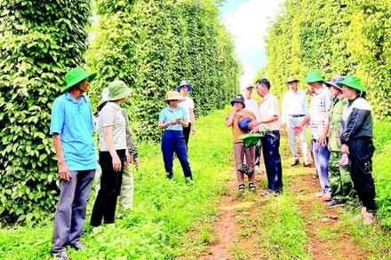 Sản xuất hồ tiêu đạt quy trình chứng nhận, nâng cao giá trị, bảo vệ môi trường, bảo đảm sức khỏe người sản xuất.