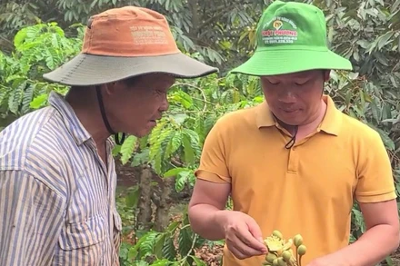 Ông Ngọc (bên trái) tìm hiểu nguyên nhân bông sầu riêng rụng hàng loạt.