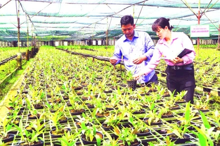 Cán bộ Trạm Khuyến nông huyện Củ Chi kiểm tra, đánh giá tốc độ sinh trưởng cây lan tại mô hình trồng lan của anh Nguyễn Hoàng Em. (Ảnh THẾ ANH)