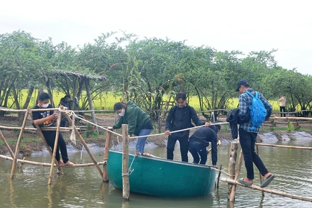 Vườn táo của ông Trần Văn Hồi (xã Tân Thành, huyện Gò Công Đông) là điểm du lịch hấp dẫn du khách.