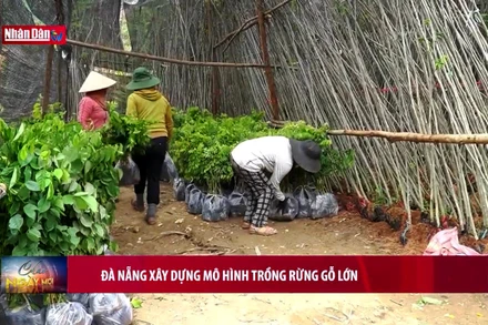 Đà Nẵng xây dựng mô hình trồng rừng gỗ lớn