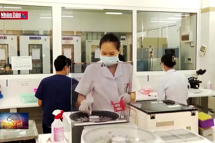 Ứng dụng ghép tế bào gốc điều trị các bệnh về máu