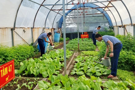 Khu tăng gia sản xuất tập trung và cải tạo đất của đảo Sinh Tồn.